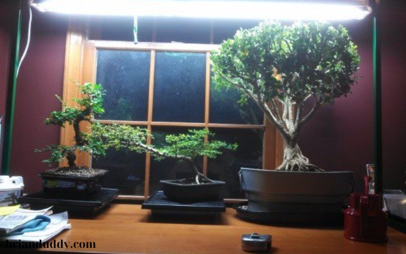 Đèn LED UV hỗ trợ cây bonsai (2)