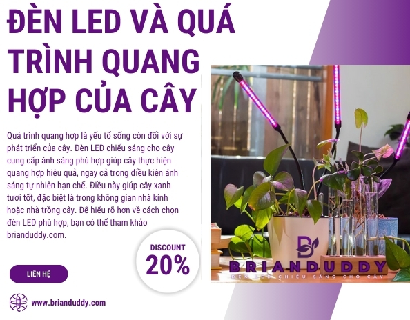 Giới Thiệu ĐÈN LED CHIẾU SÁNG CHO CÂY BRIANDUDDY