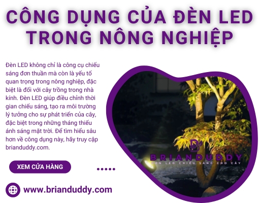 image banner liên kết chương trình tại Đèn LED chiếu sáng cho cây brianduddy (2)