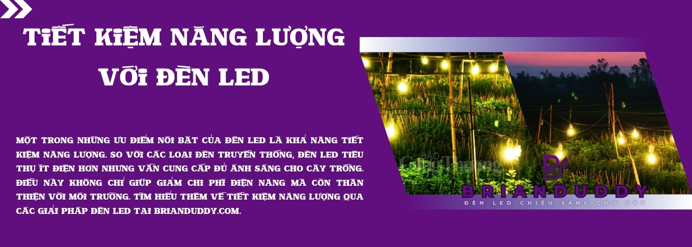 image slide banner home page Đèn LED chiếu sáng cho cây brianduddy (2)